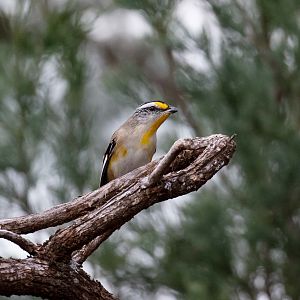 Striated Pardalote