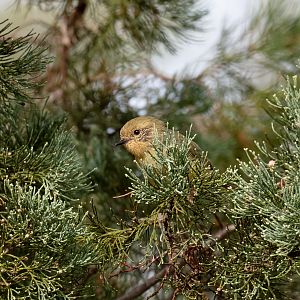 Yellow Thornbill