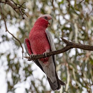 Galah