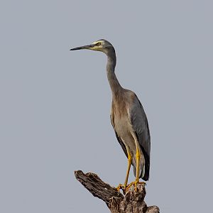 White-faced Heron