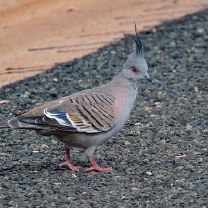 Crested Pigeon