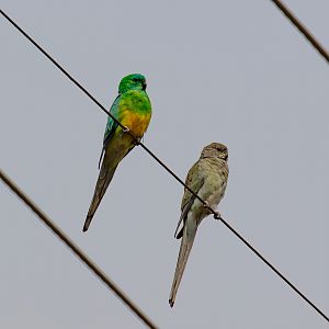 Red-rumped Parrots