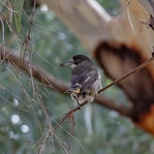 Grey Butcherbird