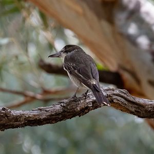 Grey Butcherbird