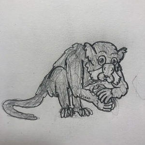 Saguinus mystax (Moustached Tamarin)