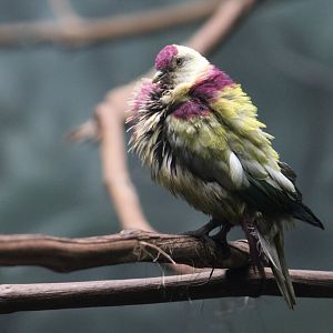 Many-Colored Fruit Dove (Ptilinopus perousii) male displaying