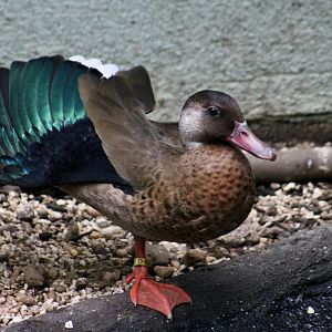 Brazilian Teal (Amazonetta brasiliensis) male wing display