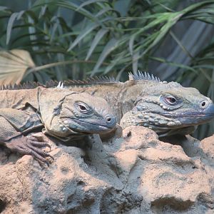 Grand Cayman Blue Iguana (Cyclura lewisi) pair