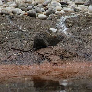Brown Rat (Rattus norvegicus) wild in Seabird Aviary
