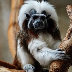 Cotton-Top Tamarin