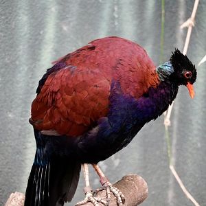 Green-Naped Pheasant Pigeon