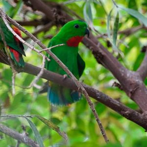 Blue-Crowned Hanging Parrot