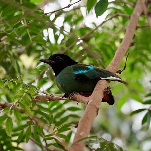 Hooded Pitta