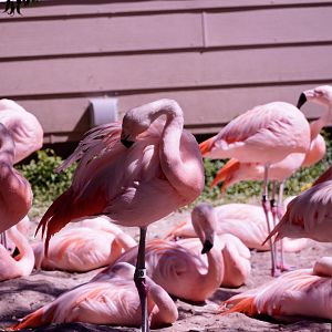 Chilean Flamingos