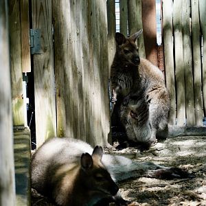 Bennett’s Wallaby