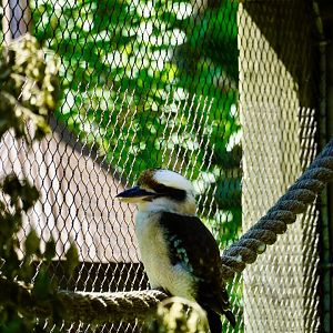 Laughing Kookaburra