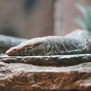 Northern Pilbara Rock Monitor