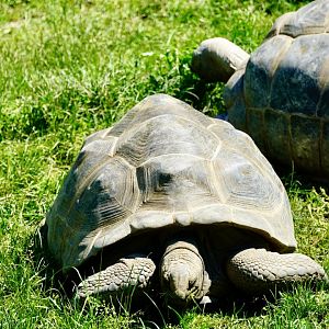 Aldabra Tortoise
