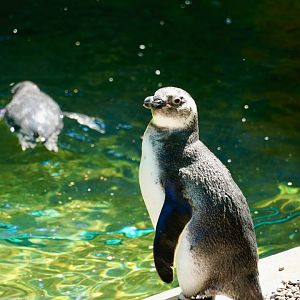 Magellanic Penguin
