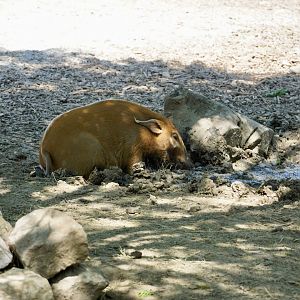 Red River Hog