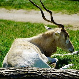 Addax