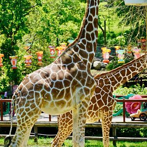 Zoomix Giraffes