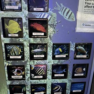 Large Aquarium Stocking