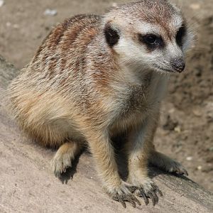 Meerkat