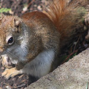Hudson's red squirrel