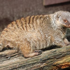 Zebra mongoose