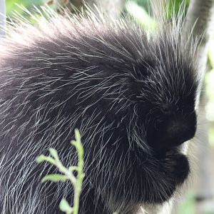 North-American tree-porcupine
