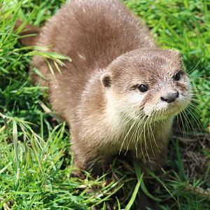 Juvenile Asian small-clawed otter