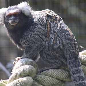 Common marmoset