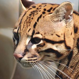 Ocelot