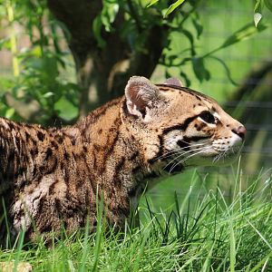 Ocelot