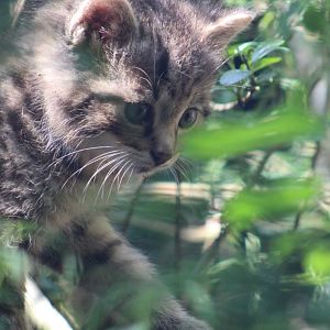 European wildcat-kitten