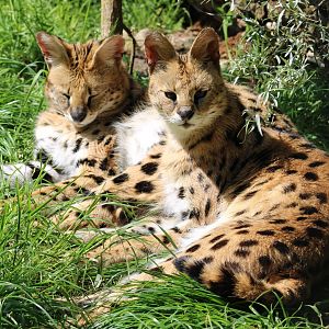 Servals