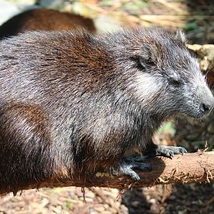 Cuban hutia