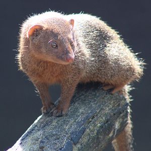 Dwarf mongoose