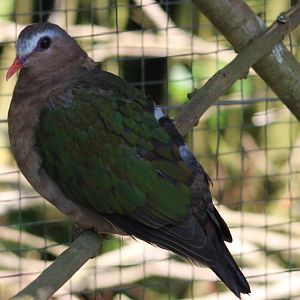 Emerald dove