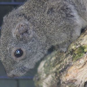 Signed as being Perny's long-nosed squirrel