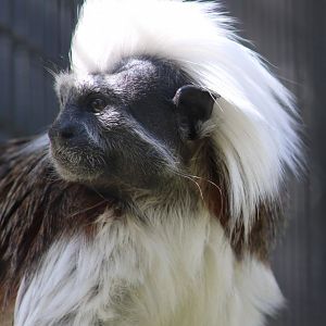 Cotton-top tamarin