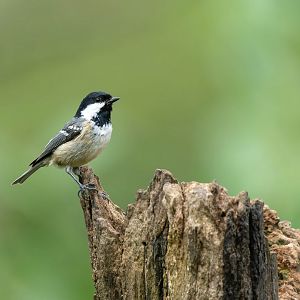 Coal tit, wild, UK