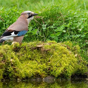 Eurasian Jay, wild, UK