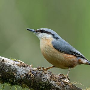 Eurasian Nuthatch, wild, UK