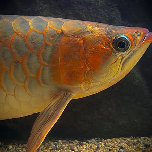 Asian Arowana, “Kalimantan Super Red” (Scleropages legendrei)