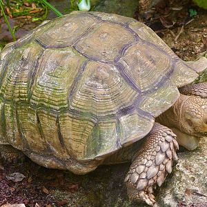 Sulcata Tortoise, “Sudanese” Variant (Centrochelys sulcata)
