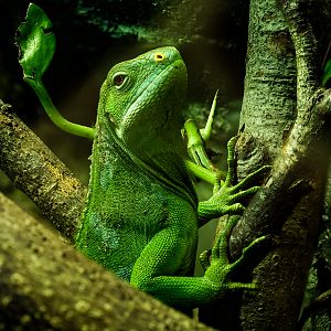 Fiji banded iguana : Cotswold WP : 09 May 2024