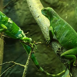 Fiji banded iguana : Cotswold WP : 09 May 2024