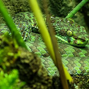 Beautiful pit viper : Cotswold WP : 09 May 2024